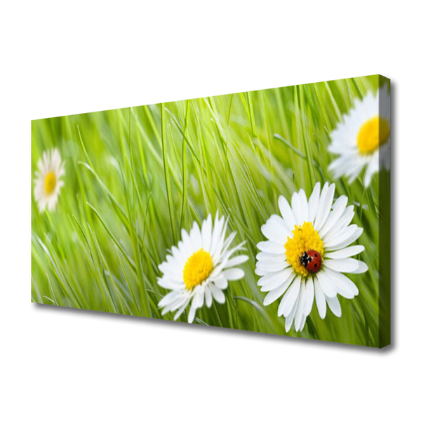 Foto slika na platnu Grass Daisies Priroda