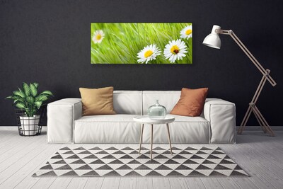 Foto slika na platnu Grass Daisies Priroda