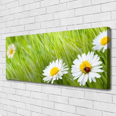 Foto slika na platnu Grass Daisies Priroda