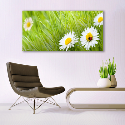 Foto slika na platnu Grass Daisies Priroda