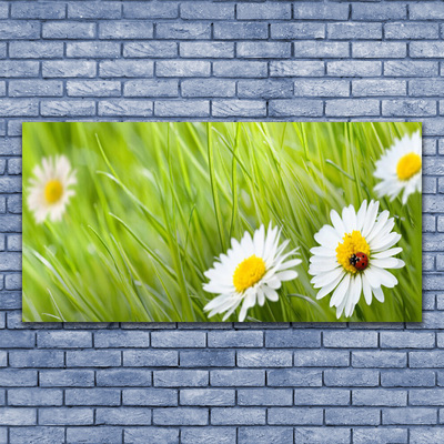 Foto slika na platnu Grass Daisies Priroda