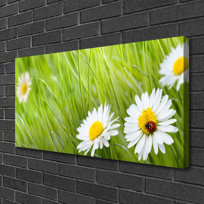 Foto slika na platnu Grass Daisies Priroda