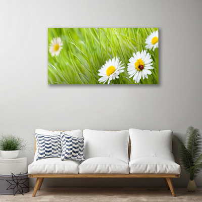 Foto slika na platnu Grass Daisies Priroda