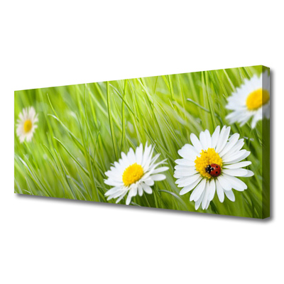 Foto slika na platnu Grass Daisies Priroda