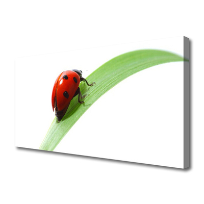 Foto slika na platnu Ladybug Leaf Priroda