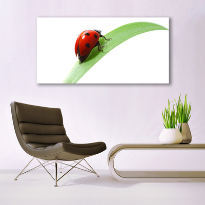 Foto slika na platnu Ladybug Leaf Priroda