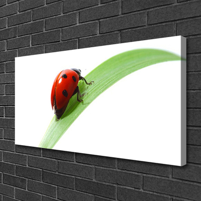 Foto slika na platnu Ladybug Leaf Priroda