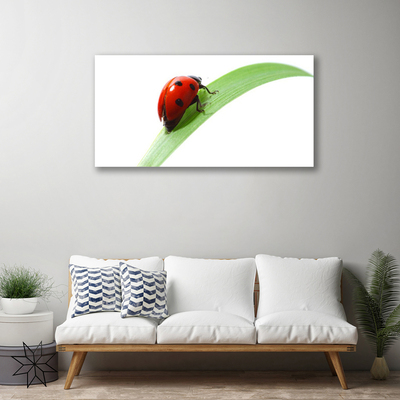 Foto slika na platnu Ladybug Leaf Priroda