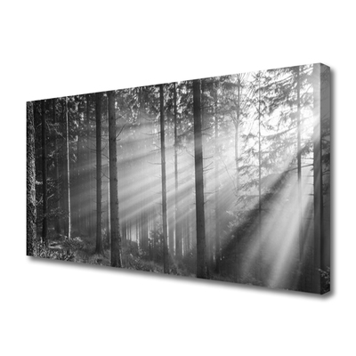 Foto slika na platnu Šuma Priroda Zrake sunca