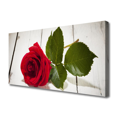 Fotografija na canvas platnu Rose Flower Biljna priroda