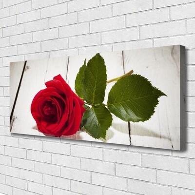 Fotografija na canvas platnu Rose Flower Biljna priroda