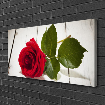 Fotografija na canvas platnu Rose Flower Biljna priroda