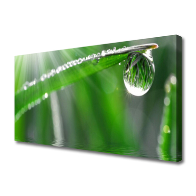 Slika canvas Drop Dew Leaf Grass