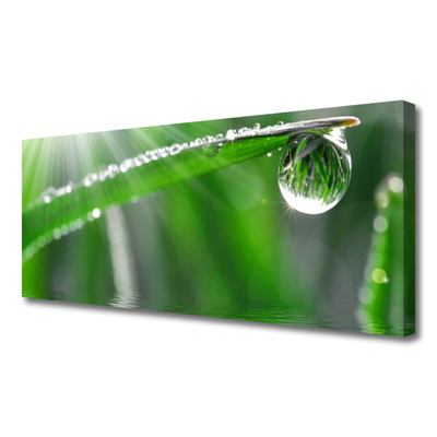 Slika canvas Drop Dew Leaf Grass