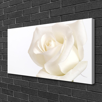 Foto slika na platnu Cvijeće Ruže