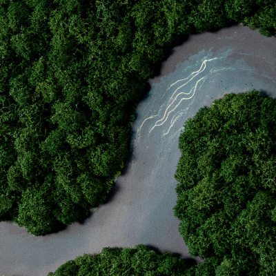 Slika od mahovine Rijeka u šumi