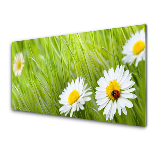 Staklena slika Grass Daisies Priroda