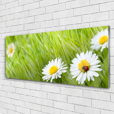 Staklena slika Grass Daisies Priroda