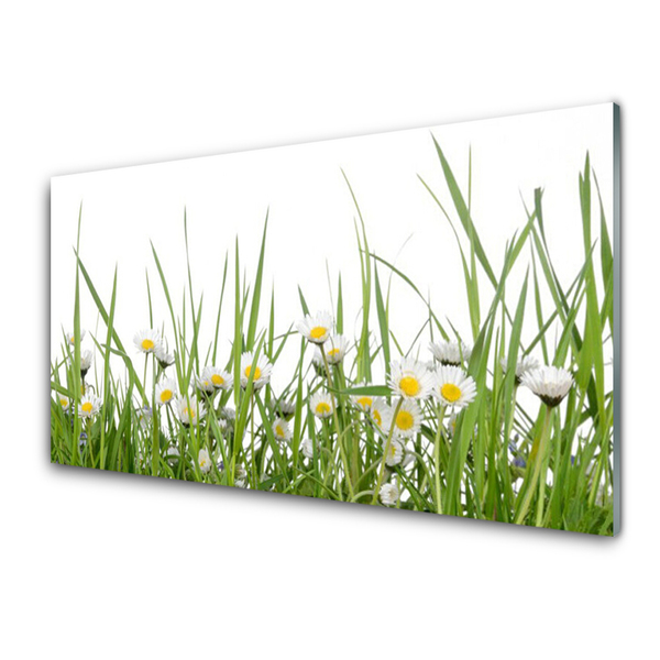 Fotografija na staklu Grass Daisies Priroda