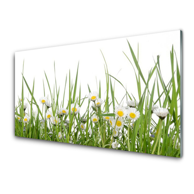 Fotografija na staklu Grass Daisies Priroda