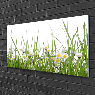 Fotografija na staklu Grass Daisies Priroda