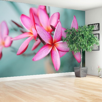 Foto tapeta Plumeria Pink