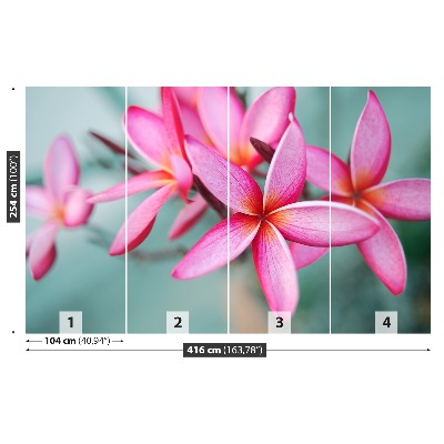 Foto tapeta Plumeria Pink