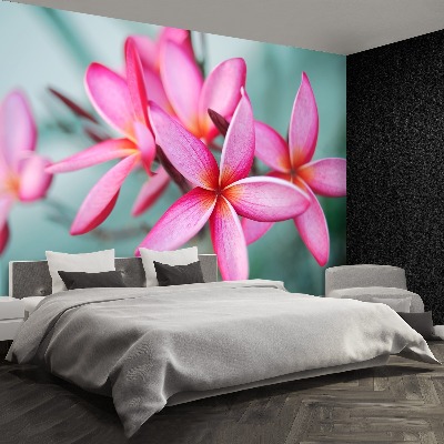 Foto tapeta Plumeria Pink