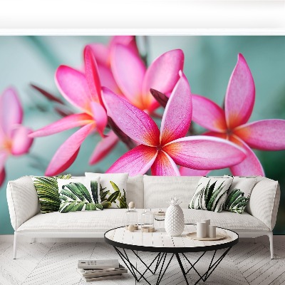 Foto tapeta Plumeria Pink