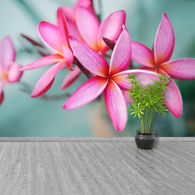 Foto tapeta Plumeria Pink