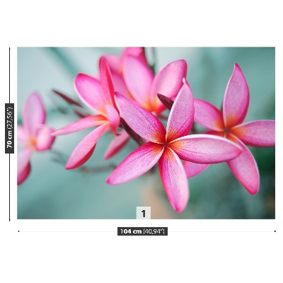 Foto tapeta Plumeria Pink