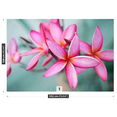 Foto tapeta Plumeria Pink