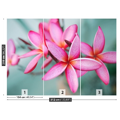 Foto tapeta Plumeria Pink