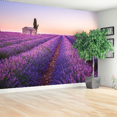 Foto tapeta Lavanda Provansa