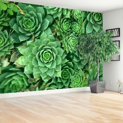 Foto tapeta Sedum Green