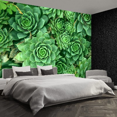 Foto tapeta Sedum Green