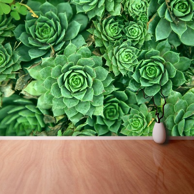 Foto tapeta Sedum Green