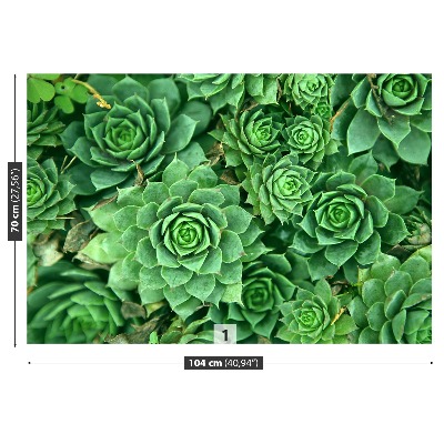 Foto tapeta Sedum Green