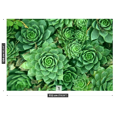 Foto tapeta Sedum Green