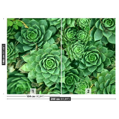 Foto tapeta Sedum Green