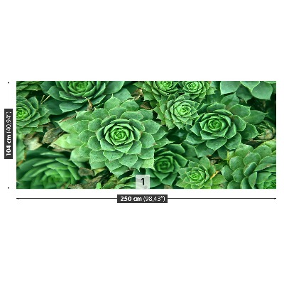 Foto tapeta Sedum Green