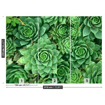 Foto tapeta Sedum Green