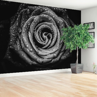 Zidna tapeta Rose Black