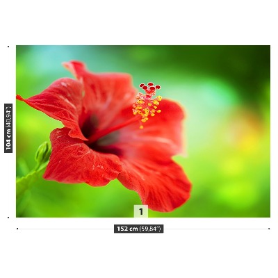 Zidna tapeta Crveni hibiskus