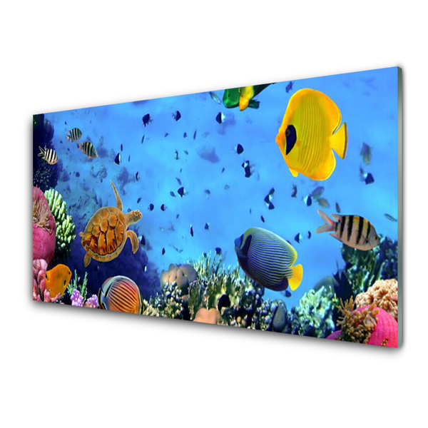 Fotografija na akrilnom staklu Priroda riba koraljnog grebena