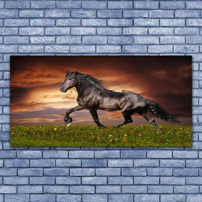 Fotografija na akrilnom staklu Crni konj Životinje na livadi