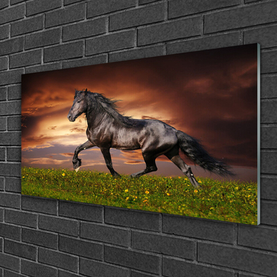 Fotografija na akrilnom staklu Crni konj Životinje na livadi