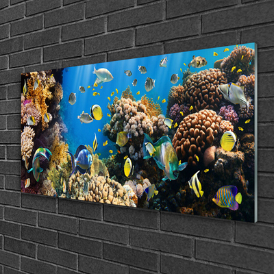Fotografija na akrilnom staklu Priroda koraljnog grebena