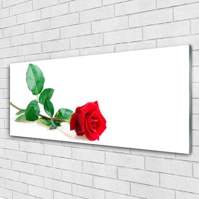 Fotografija na akrilnom staklu Rose Flower Biljna priroda