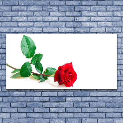 Fotografija na akrilnom staklu Rose Flower Biljna priroda